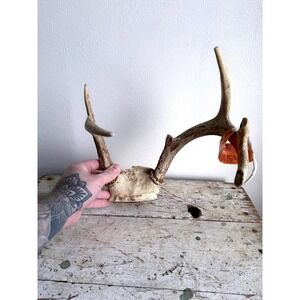 5 Point Whitetail Deer Antler Taxidermy Mount Michigan Lodge Wall Decor‎